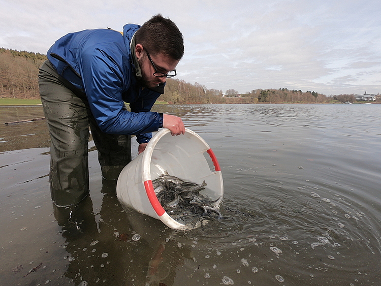 Seeforellen werden im Hennesee freigelassen