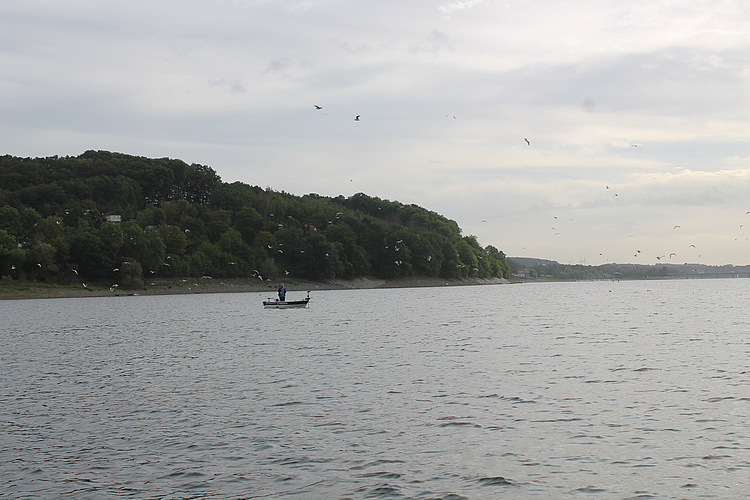Kreisende Möwen über See