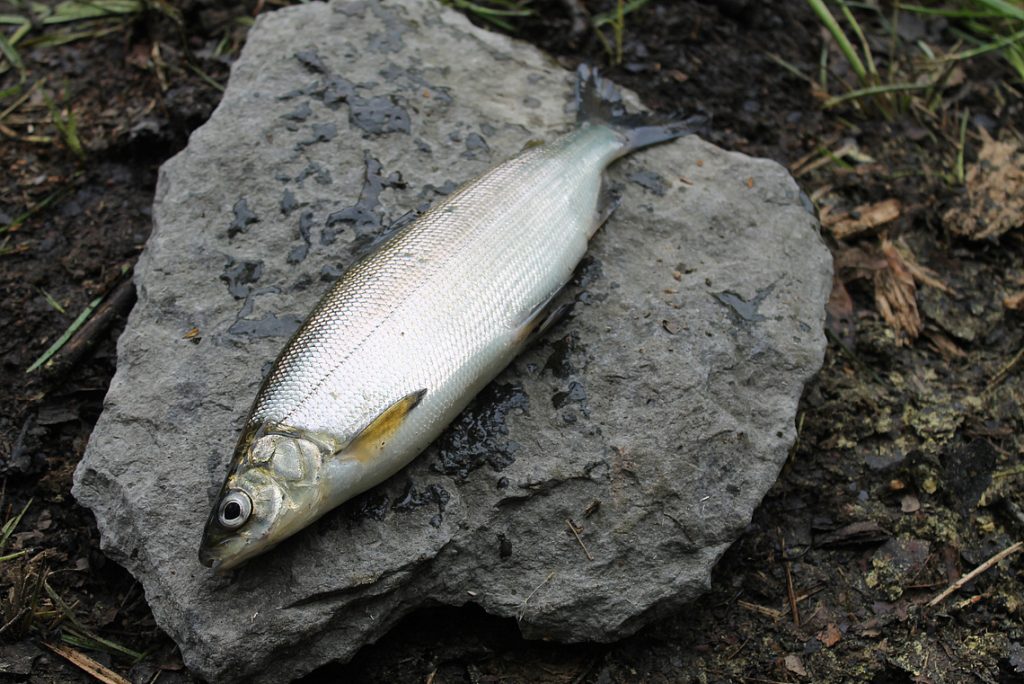 Große Maräne auf Stein