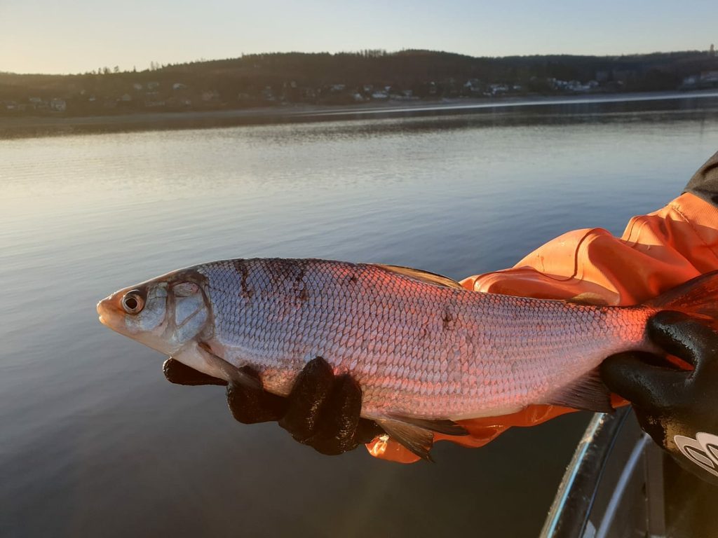 Laichfischfang