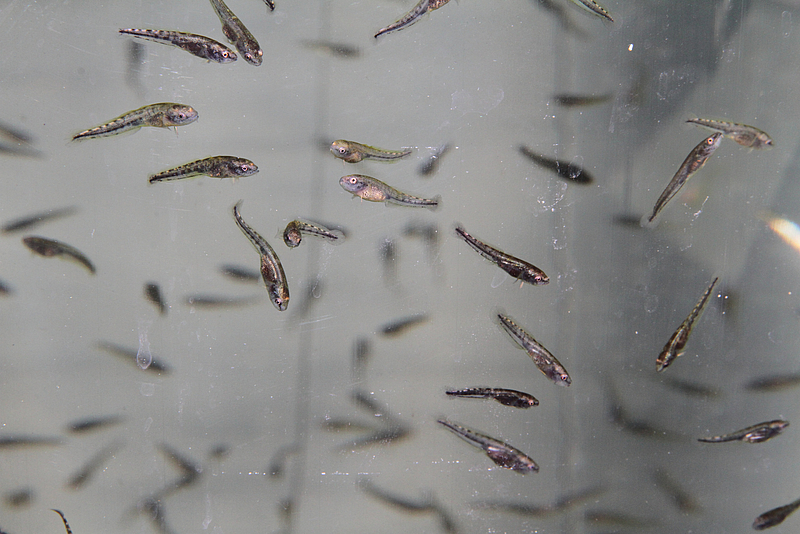 Im Wasser schwimmende Jungquappen