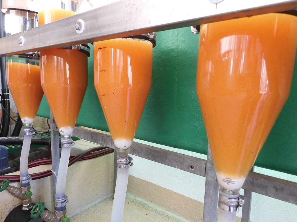 Erbrütung in Zugergläsern