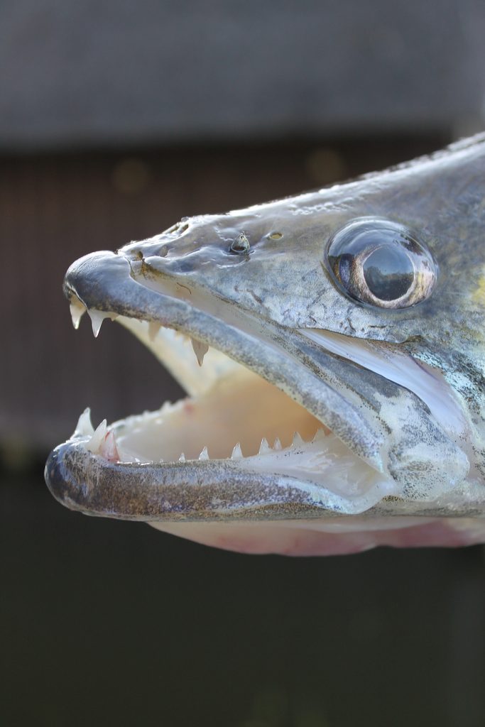 Zander mit offenen Maul