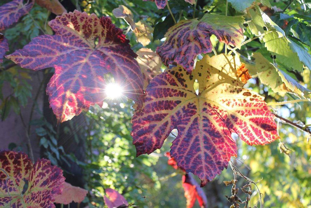 Buntes Herbstlaub im Sonnenschein
