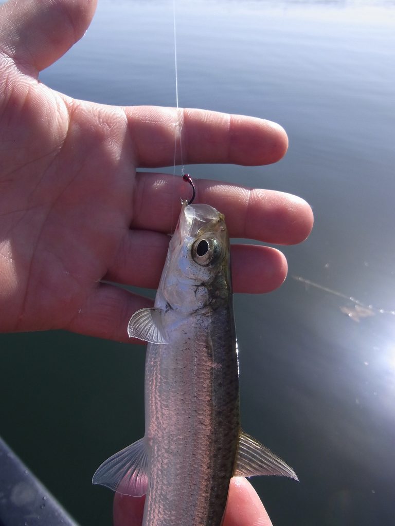 Köderfisch am Haken