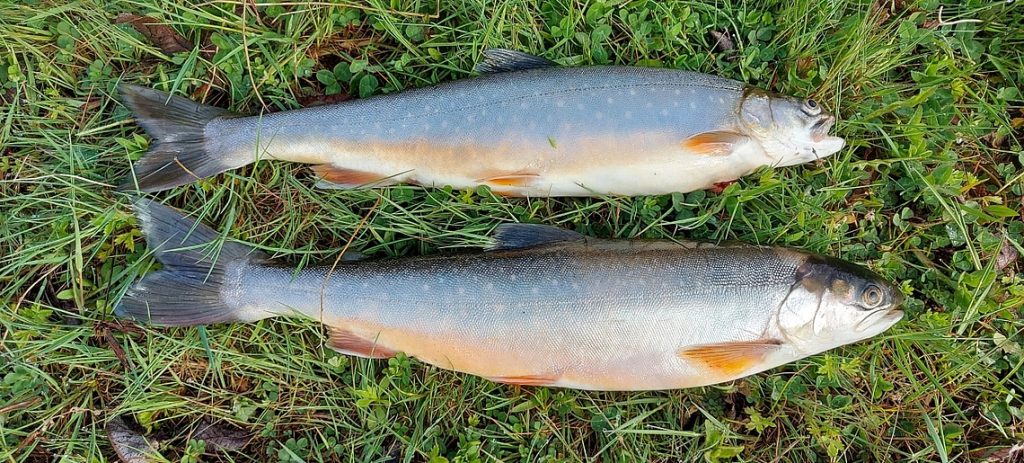 Zwei Frühjahrs-Seesaiblinge liegend auf einer Wiese