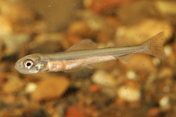 Äschen Jungfisch im Wasser