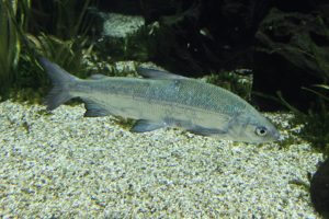 Große Maräne im Wasser