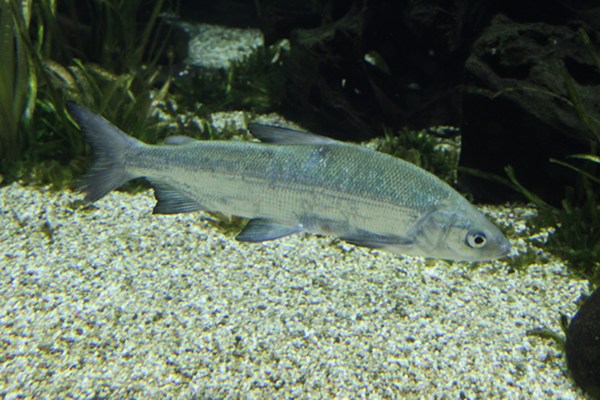 Große Maräne im Wasser