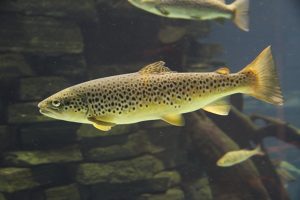 Seeforelle im Wasser