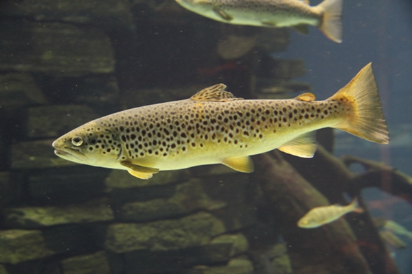 Seeforelle im Wasser