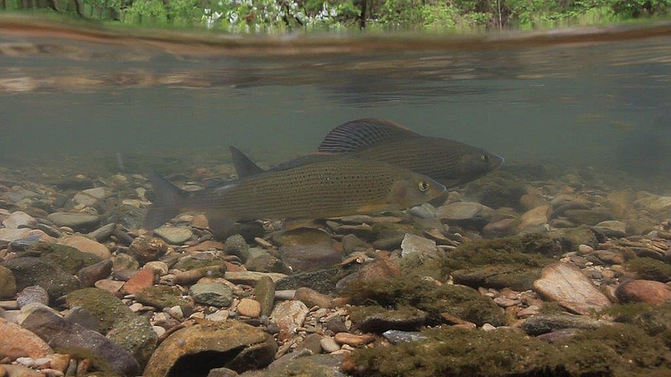 Äsche im Wasser