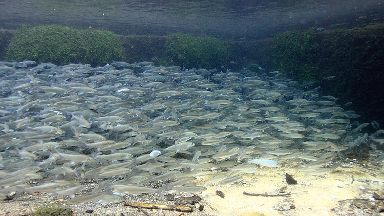 Äsche Schwarm im Wasser
