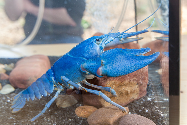 Blauer Krebs im Terrarium