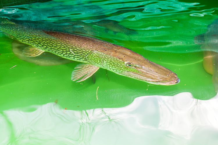Großer Fisch im Wasser