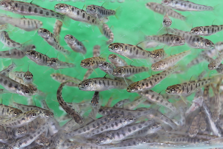 Seeforellen im Wasser
