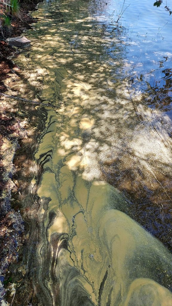 Blütenpollen im Uferbereich