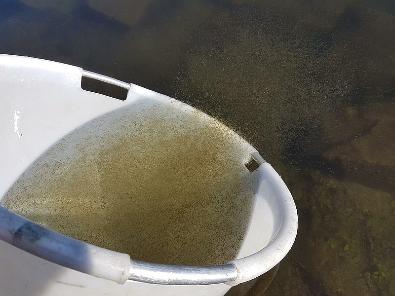 Aussetzen des Brutbesatzes der großen Maräne