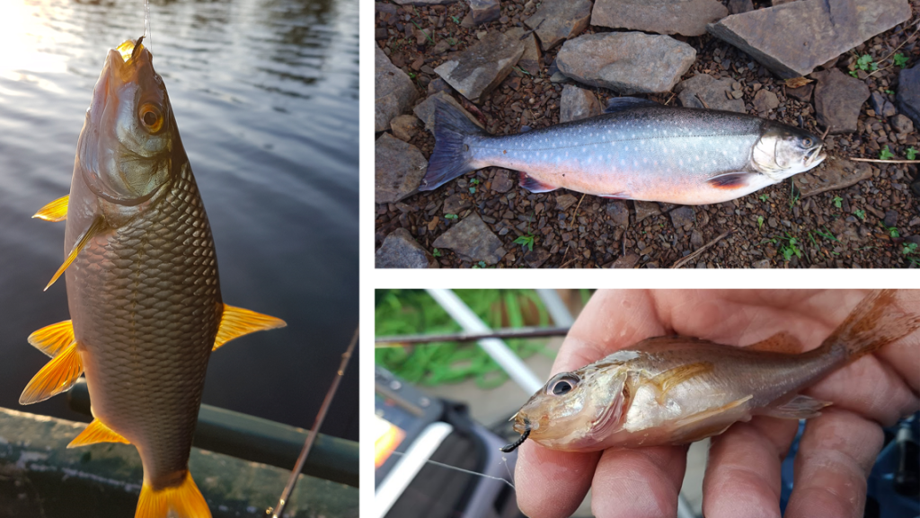 Verschiedene Fische am Haken