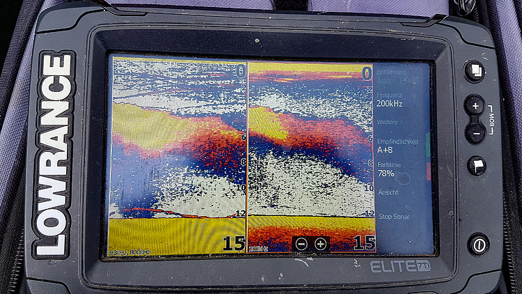 Echogramm vom Jungfisch