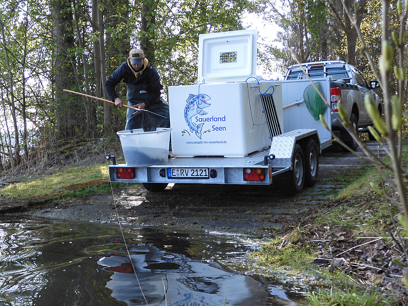 Mann der auf Fischtransportanhänger steht