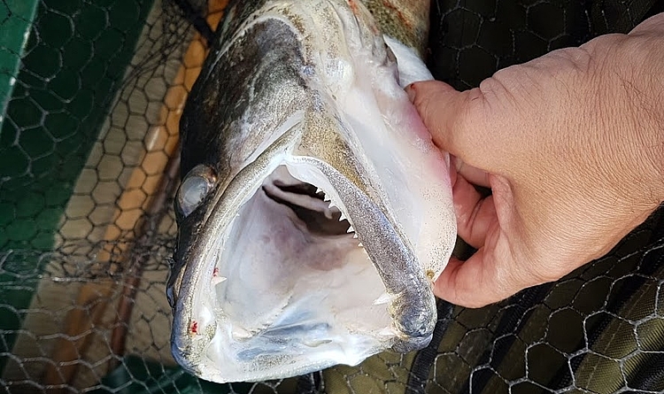 Freiwasser-Zander im Netz