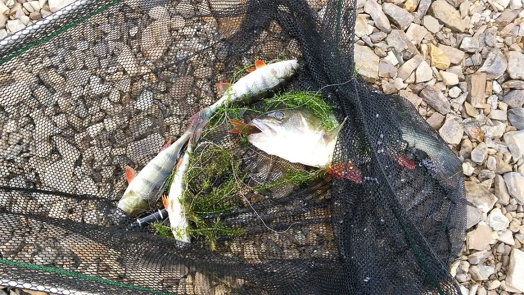 Flussbarsch im Netz