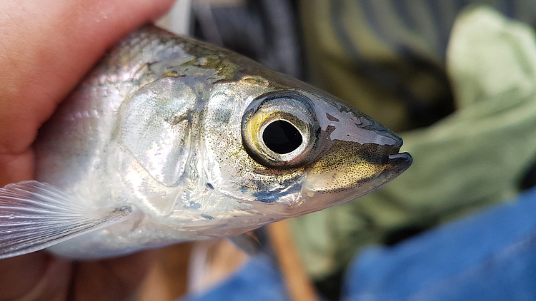 Maräne in Nahaufnahme