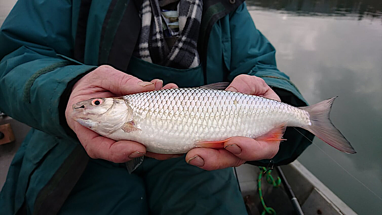 Angler mit gefangenen Rotauge