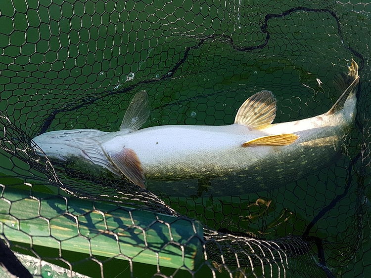 Freiwasserhecht im Netz