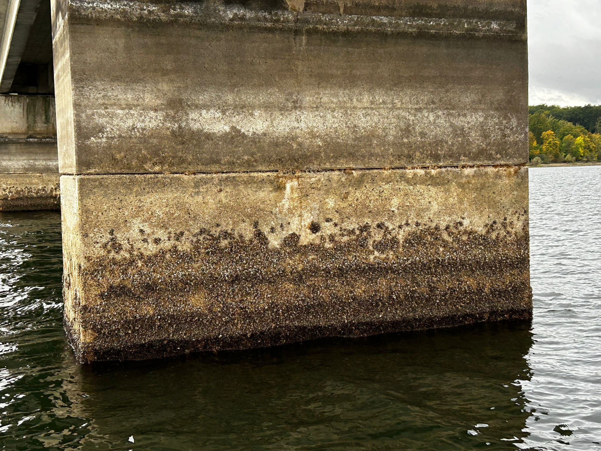 Foto eines Brückenpfeilers der mit Quaggamuscheln besiedelt ist.